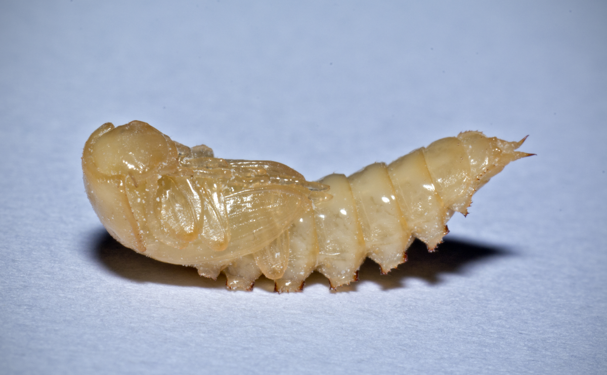 Mealworms Pupa sell