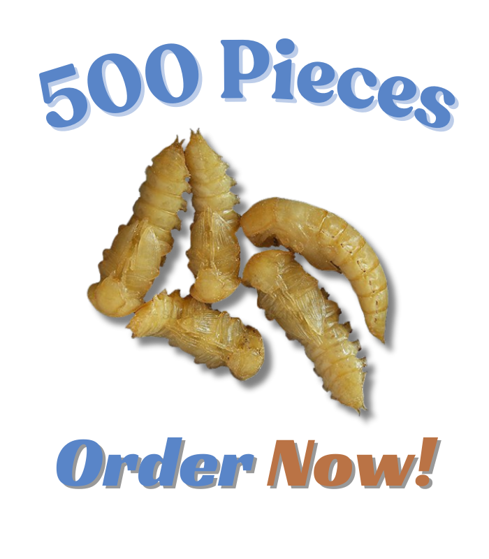 Mealworms Pupa sell