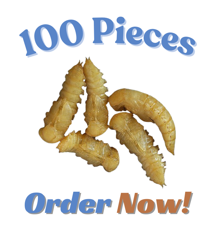 Mealworms Pupa sell