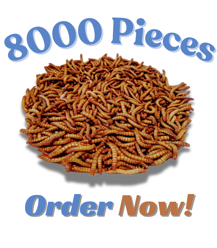 Mealworms farm