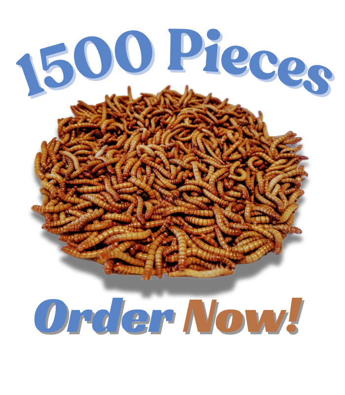 Live Mealworms Price